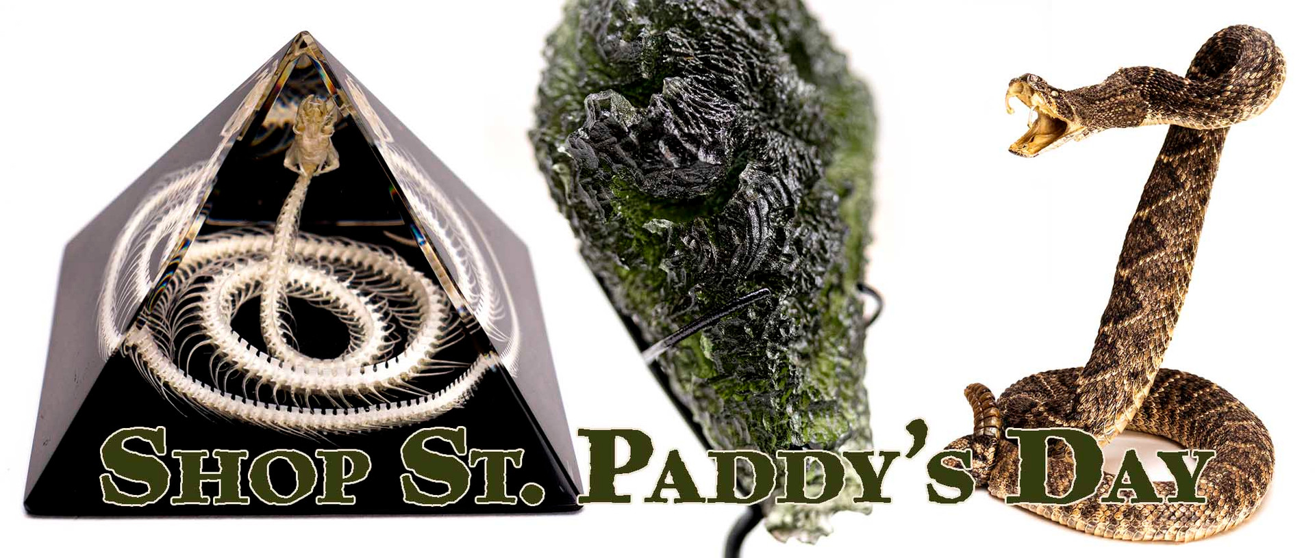 The Evolution Store | Nature, Science and Art