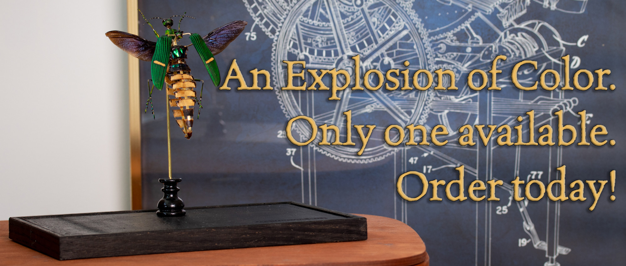 The Evolution Store | Nature, Science and Art