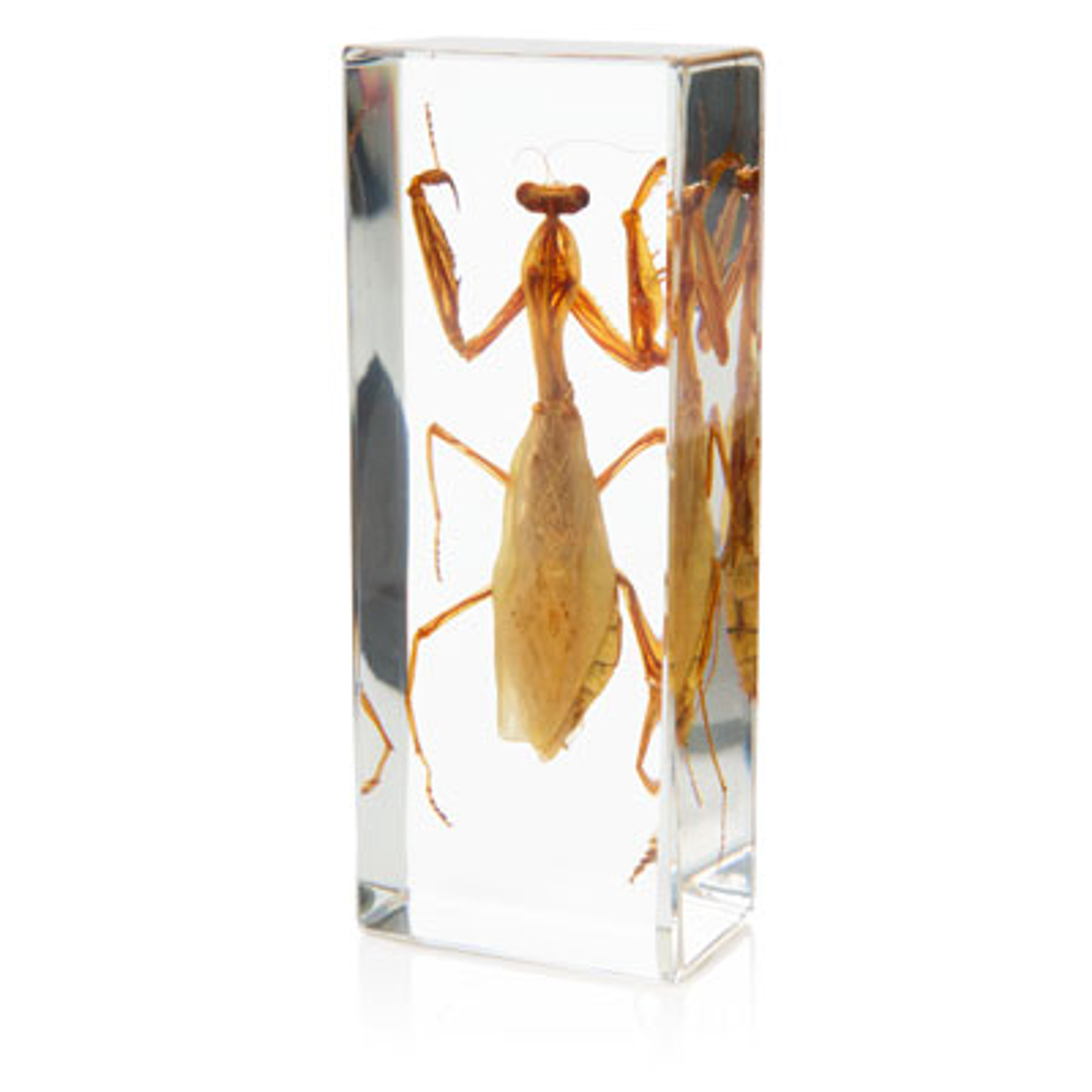 Metal Praying Mantis Kit Evolution Store