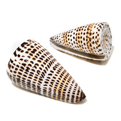 Sea Shell Cone Textile Cone Seashell | Evolution Store
