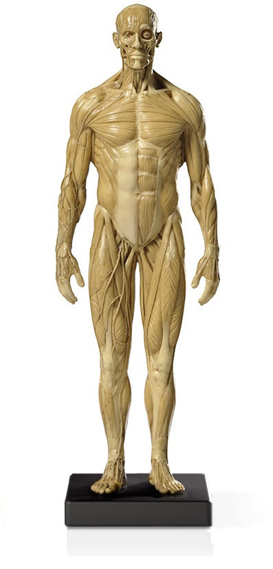 Human and Animal Skulls and Skeletons | Evolution Store