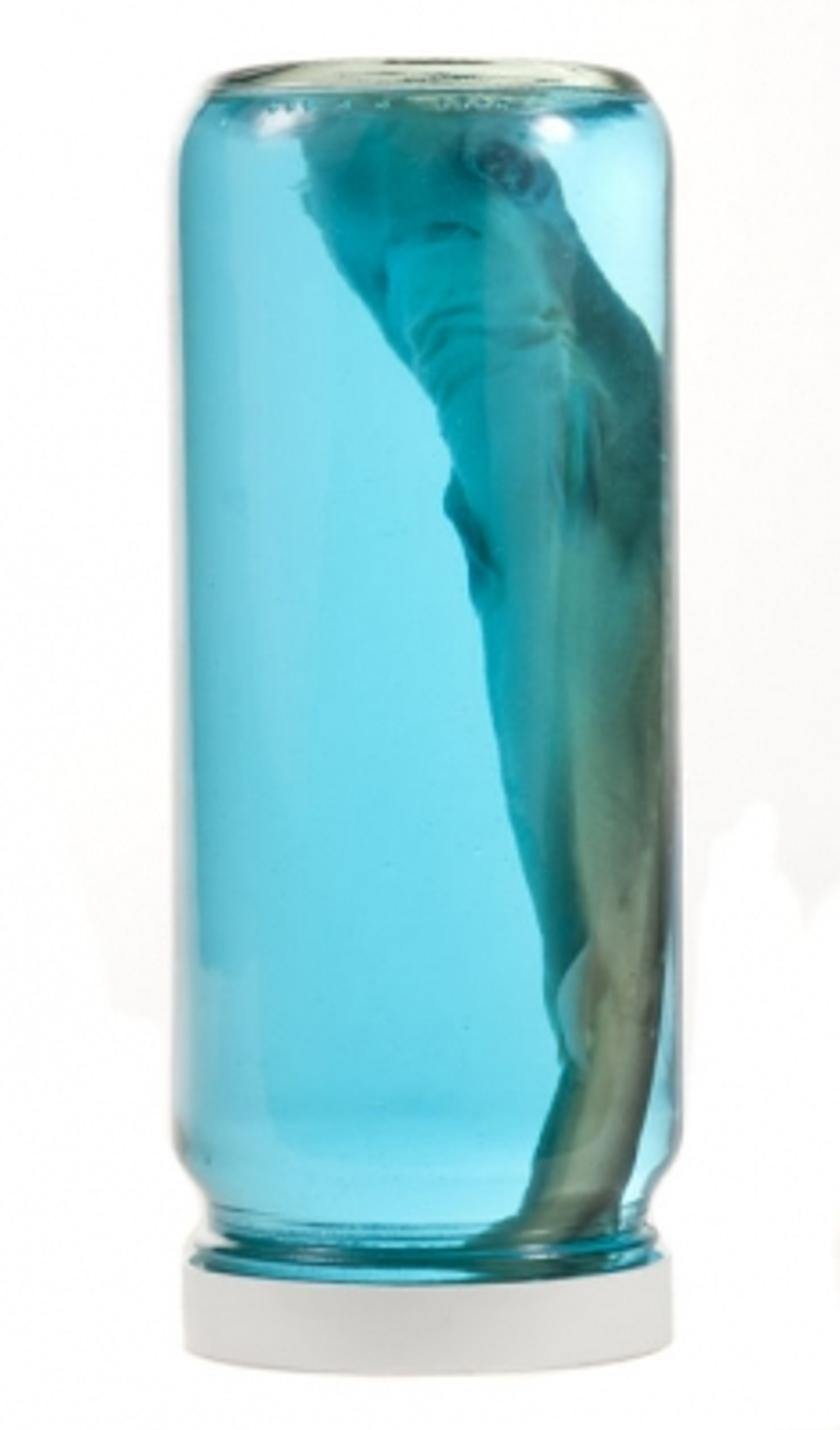 Shark in a Jar Evolution Store