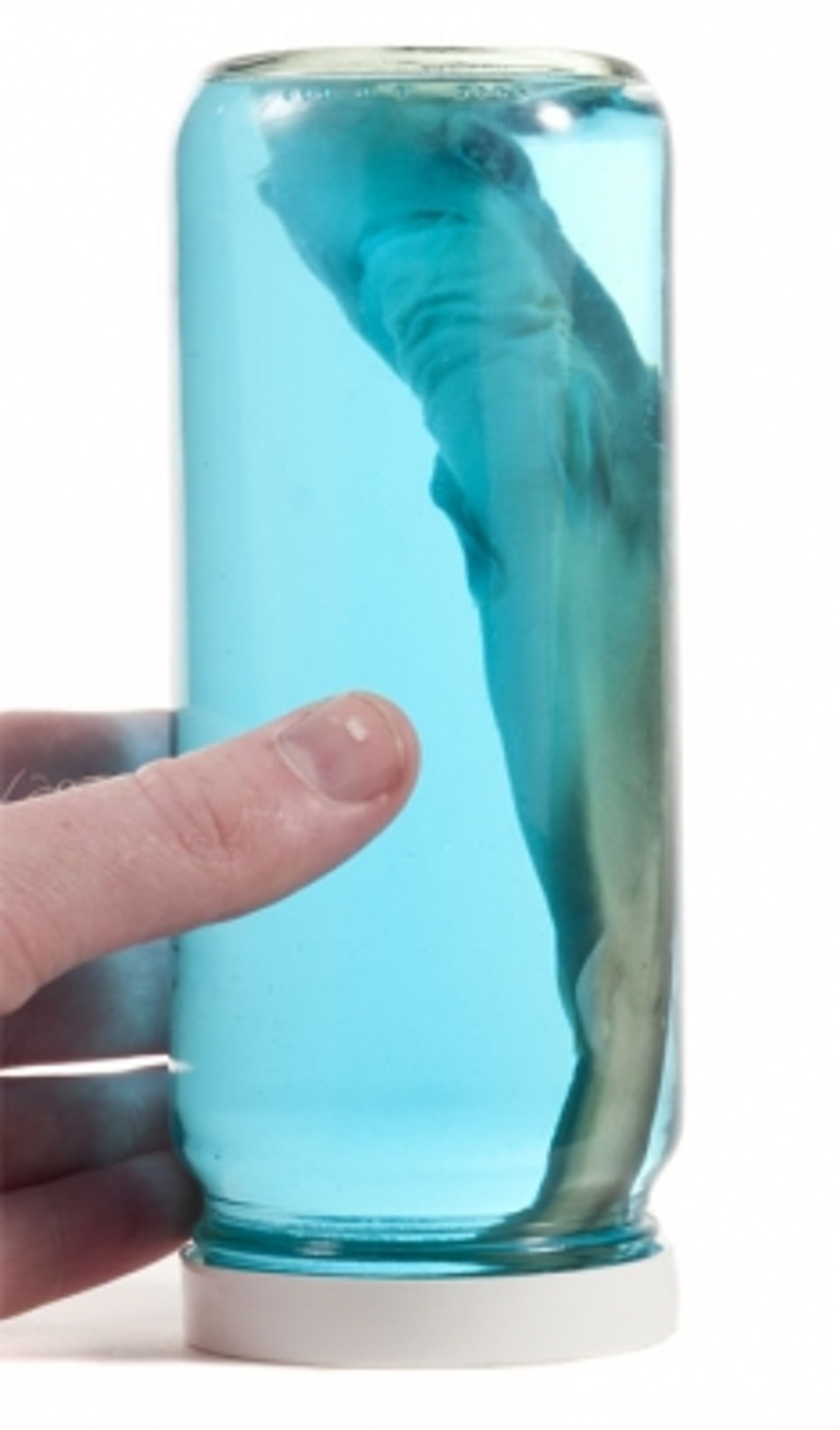 Shark in a Jar Evolution Store