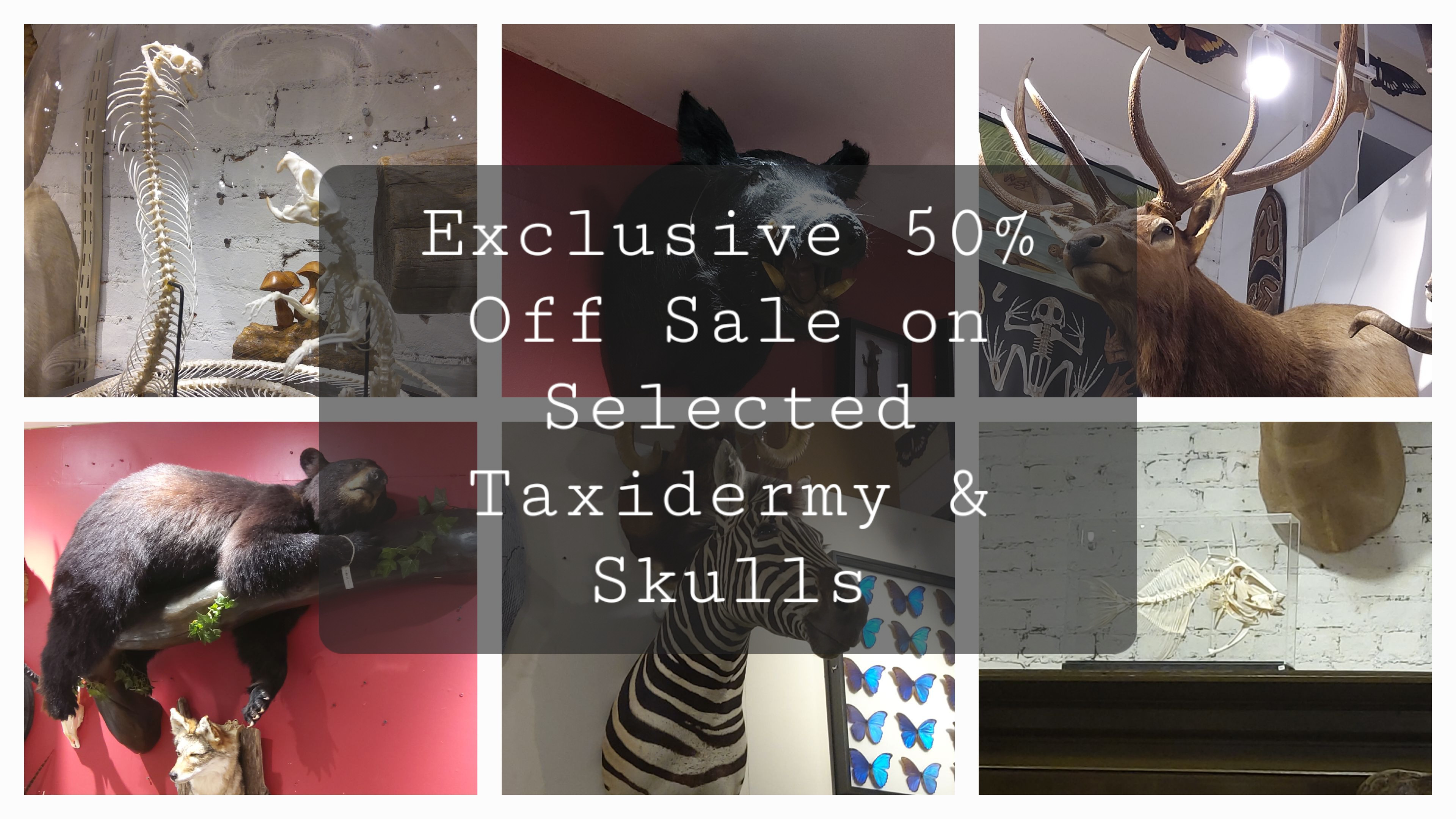 The Evolution Store | Nature, Science and Art