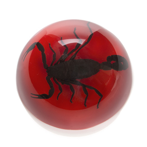 Scorpion Paperweights