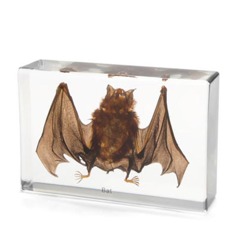 Bat Specimen in Resin