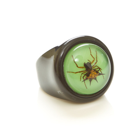 Children's Ring-Spiny Spider