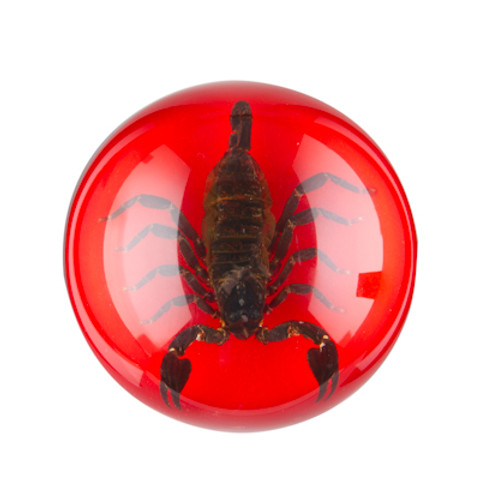 Scorpion Paperweight-X-Large-Red