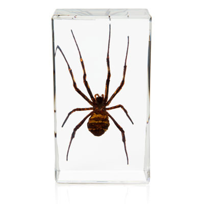 Orb Weaving Spider in Resin - The Evolution Store