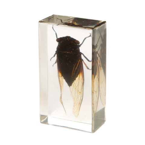 Cicada in Resin