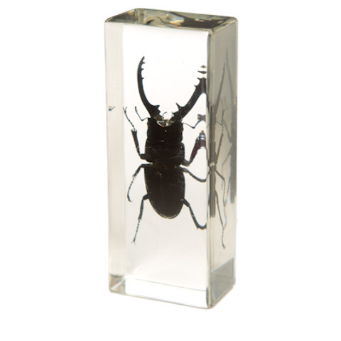 Mountain Stag Beetle in Resin