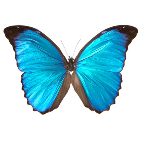 The Overlook Morpho Butterfly - Morpho menelaus