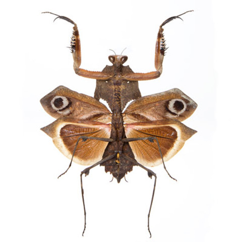 Dead-Leaf Mantid - Deroplatys dessicata