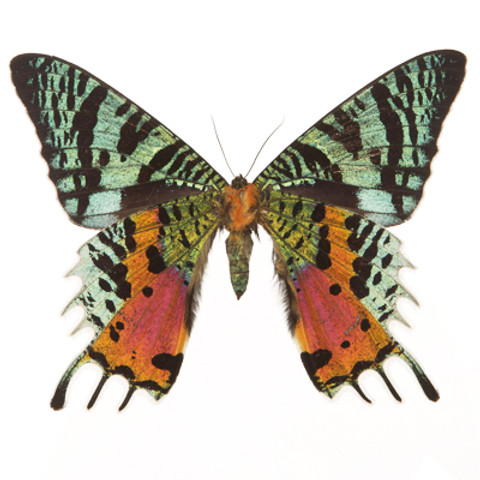 Sunset Moth - Urania ripheus - Underside
