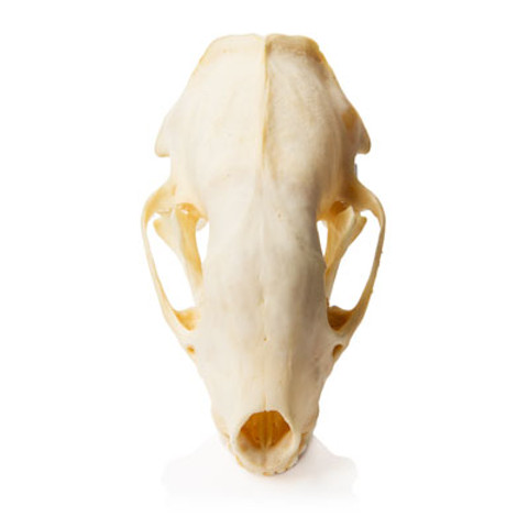 Skunk Skull