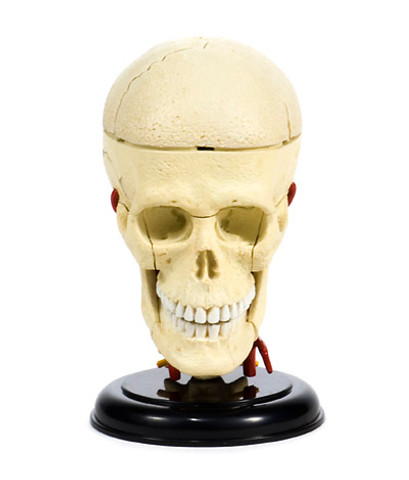 Anatomical Snap-Together Kit, Skull