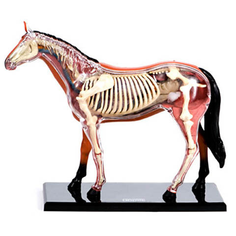 Anatomical Snap-Together Kit, Horse - Thumbnail