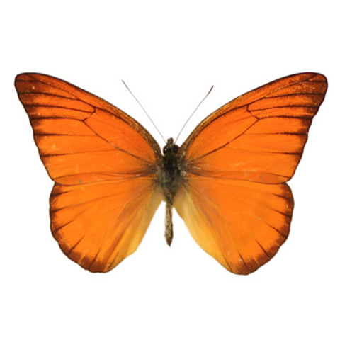 Orange Albatross Butterfly - Appias nero
