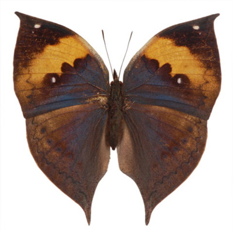 Orange Oakleaf Butterfly - Kallima inachus - Topside