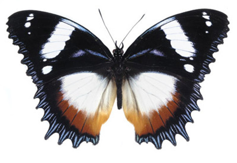 Madagascar Diadem Butterfly - Hypolimnas dexithea