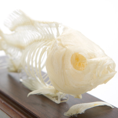 Fish Skeleton