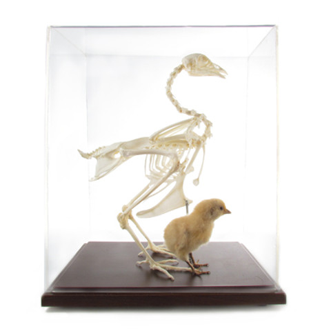 Chicken Skeleton With Chick Evolution Store Chicken Skeleton With Chick Evolution Store