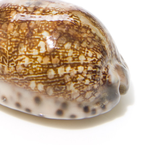 Arabian Cowrie - Seashell