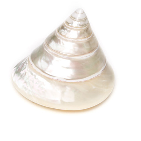 Commercial Top - Male - Seashell - Thumbnail