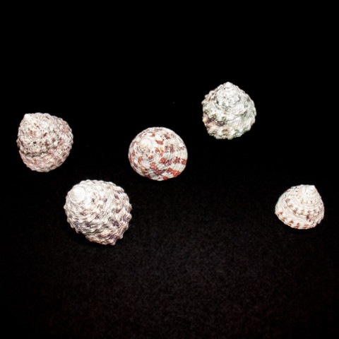 Radiate Top - Seashell