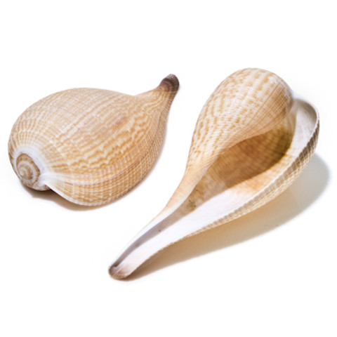 Fig Shell - Seashell