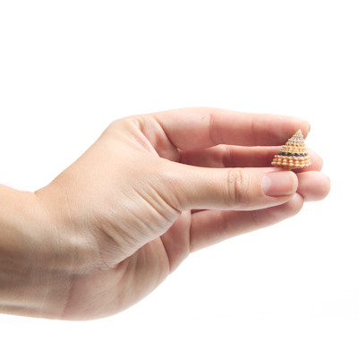 Coronate Periwinkle - Seashell