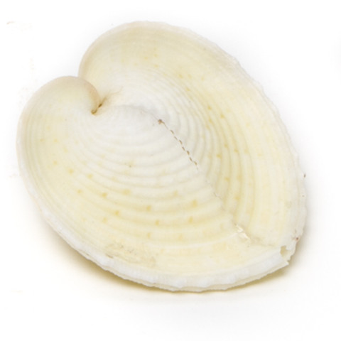 Heart Cockle - Seashell