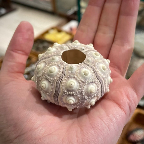 Purple Sputnik - Phyllacanthus parvispinus