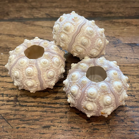 Purple Sputnik - Phyllacanthus parvispinus