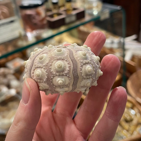 Purple Sputnik - Phyllacanthus parvispinus