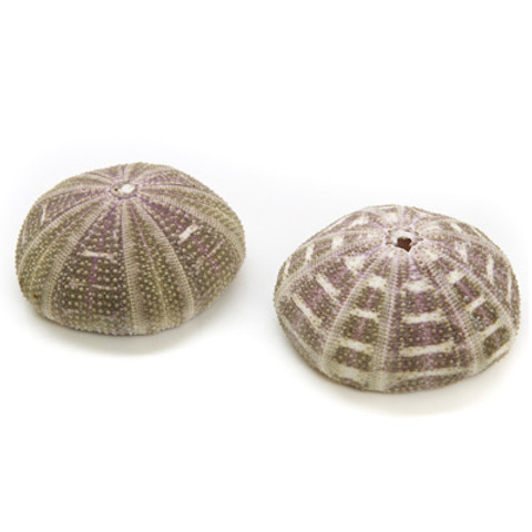 Mushroom Urchin - Seashell