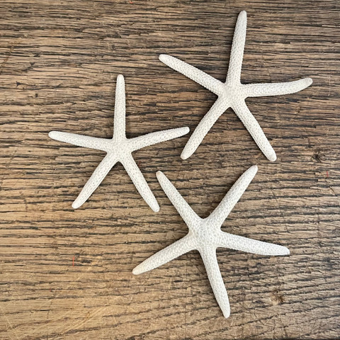 White Linkia Starfish - 3"