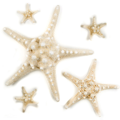 Knobby Star - Seashell