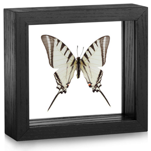 Short-Lined Kite Swallowtail - Protographium agesilaus