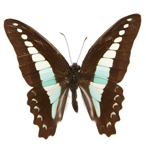 Swordtail Butterfly - Graphium anthedon milon