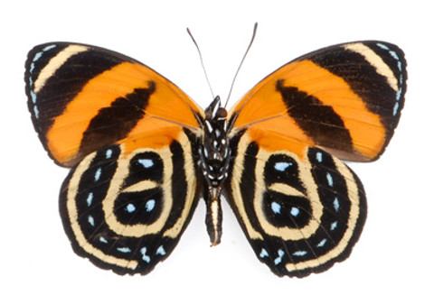 BD Butterfly - Callicore cynosura (Underside)