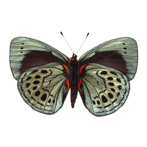 Leprieur's Glory Butterfly - Asterope leprieuri (Underside)