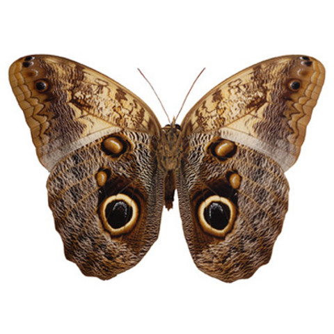 Giant Owl Butterfly - Caligo memnon (Underside)