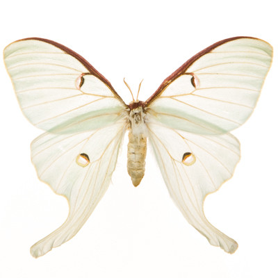 Luna Moth - Actias luna