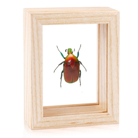 Flower Chafer Beetle - Torynorrhina flammea (Red)