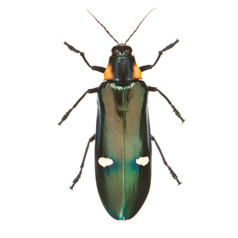 Metallic Wood-Boring Beetle - Megaloxantha bicolor