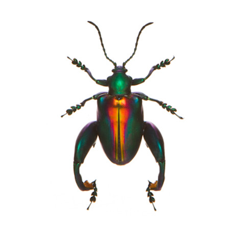 Frog-Legged Leaf Beetle - Sagra buqueti