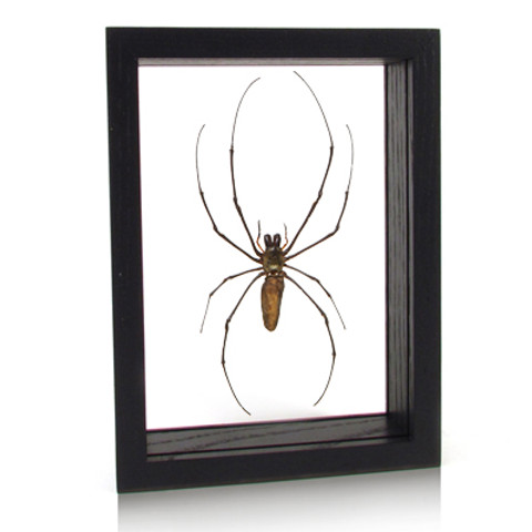 Joro Spider - Nephila clavata