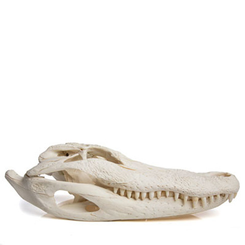Alligator Skull - Alligator Mississippiensis