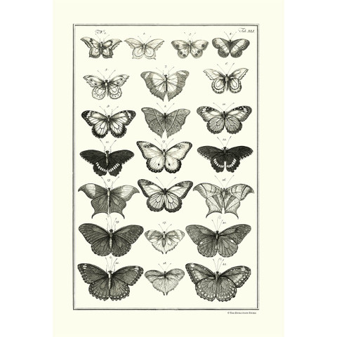 Albertus Seba Print - Vol. 3 Plate 4 | Evolution Store